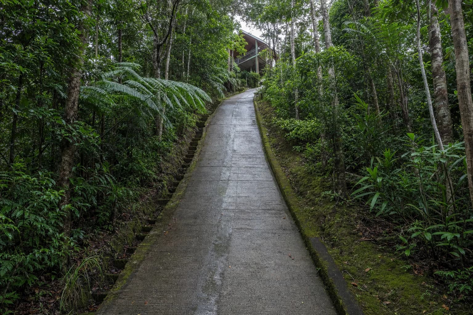 A steep narrow driveway climbing between rainforest trees at Broken Head